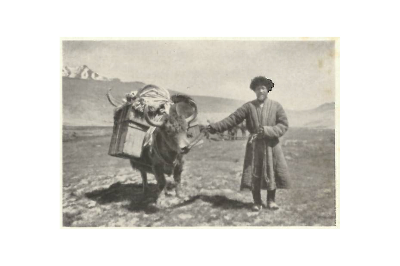 Ein Kirgise mit Yak in Kardschilgatal