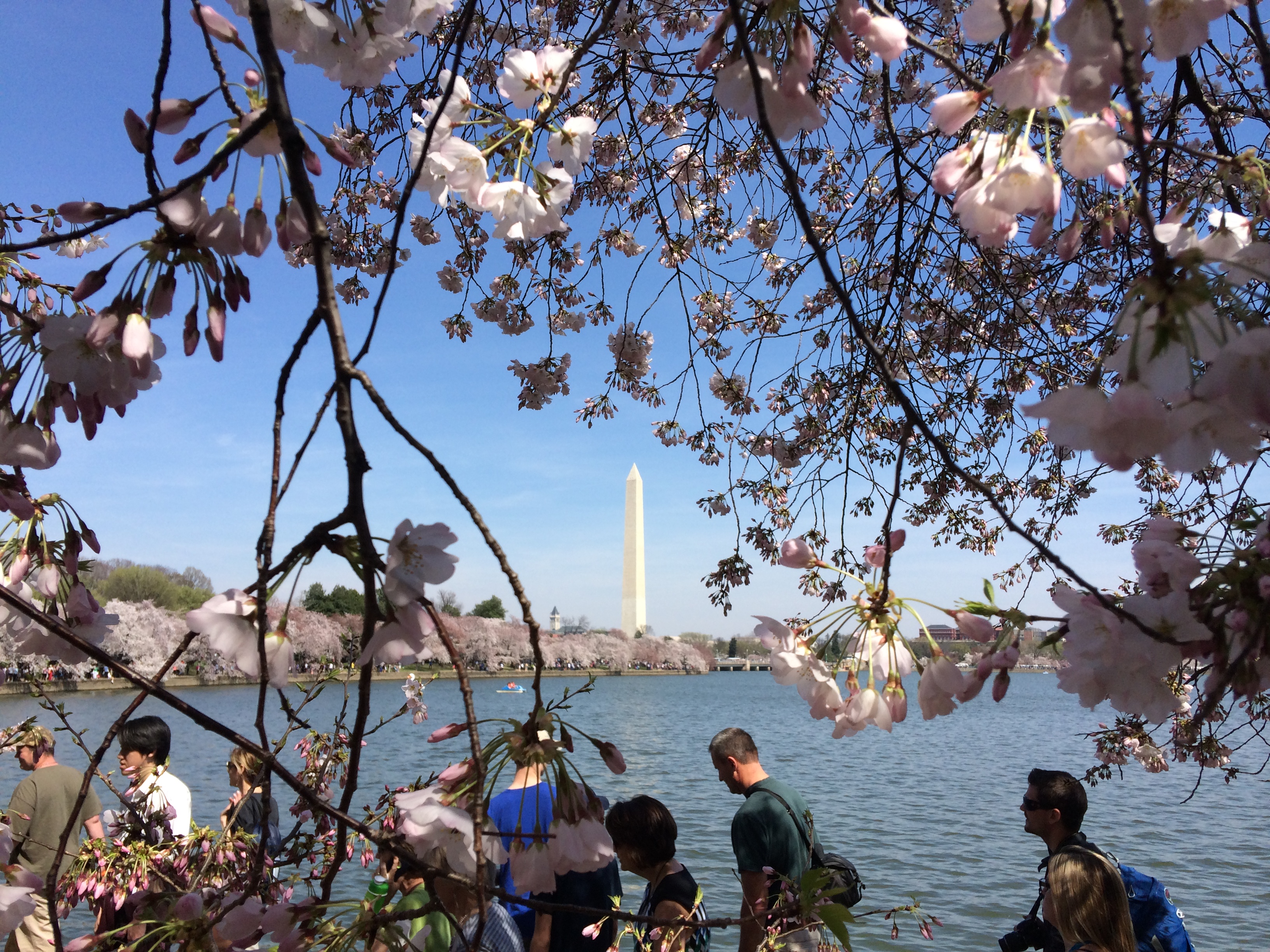 KIrschblüten mit Blick auf das Washington Monument